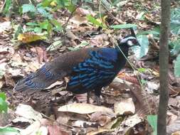 Image of Napoleon's Peacock-pheasant