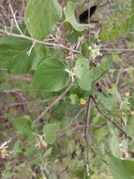 Image of Wissadula densiflora R. E. Fries