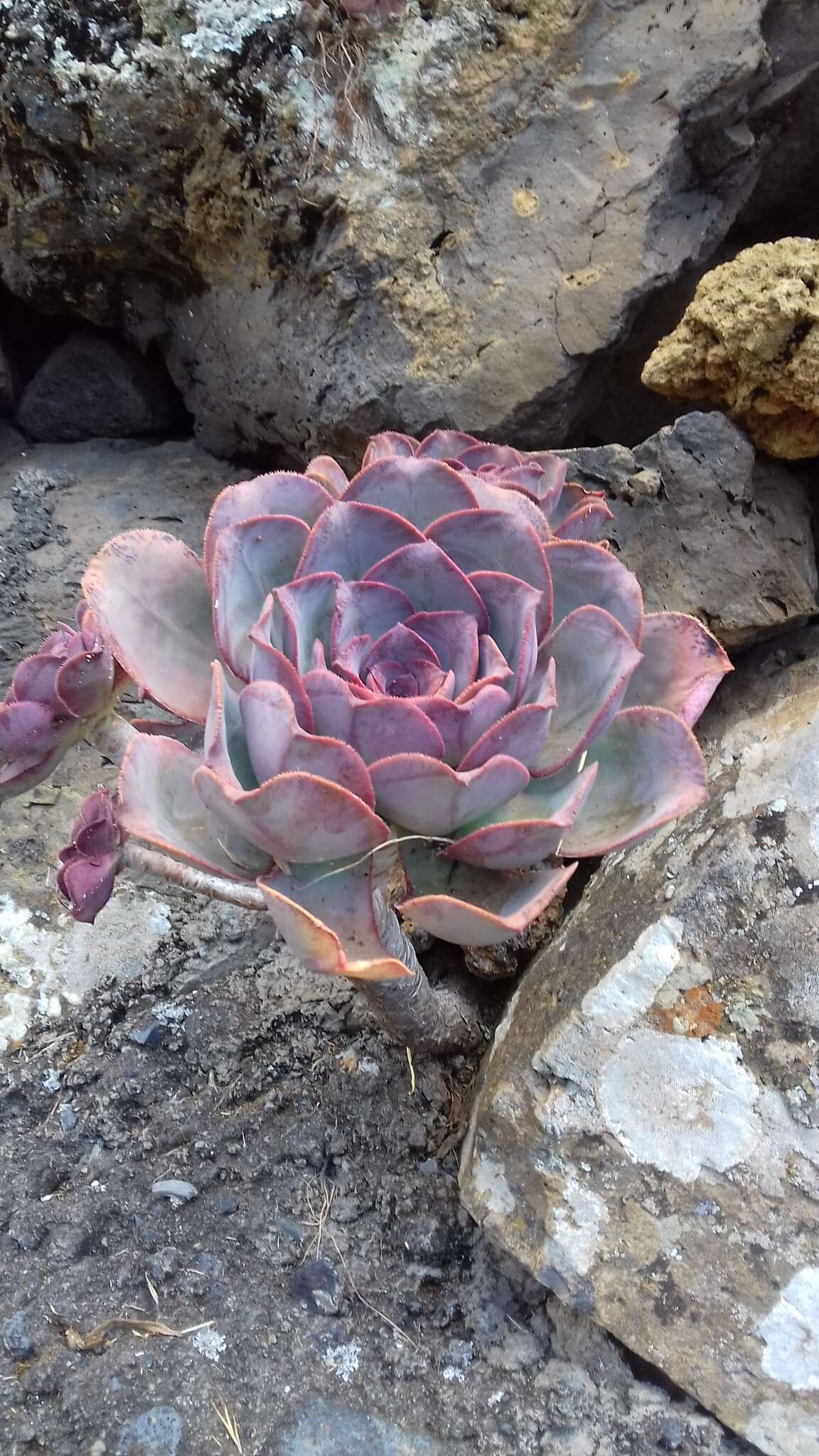 Image of Aeonium davidbramwellii H. Y. Liu