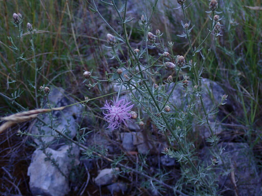 Слика од Centaurea paniculata L.