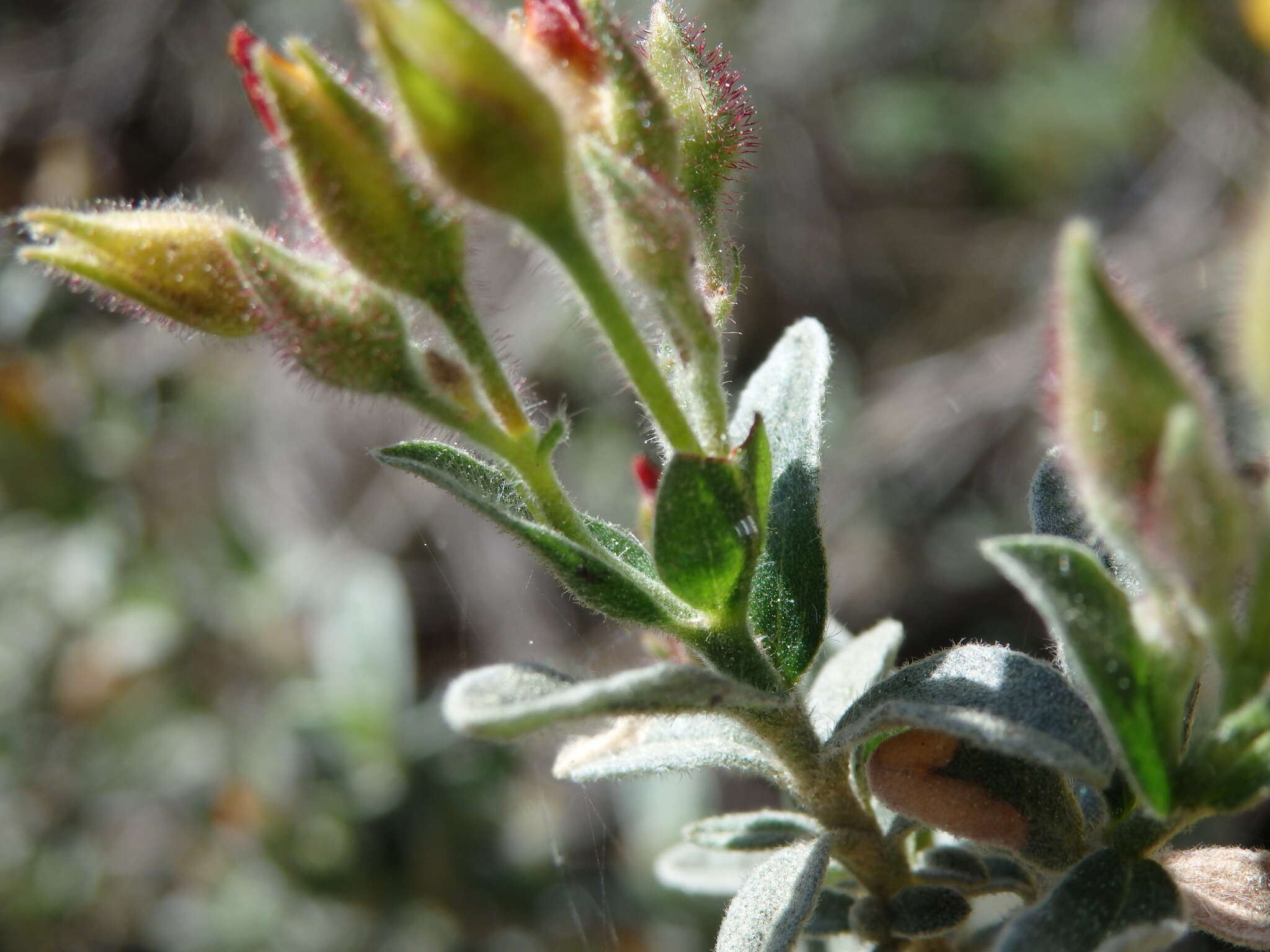 Image of Halimium lasianthum subsp. lasianthum