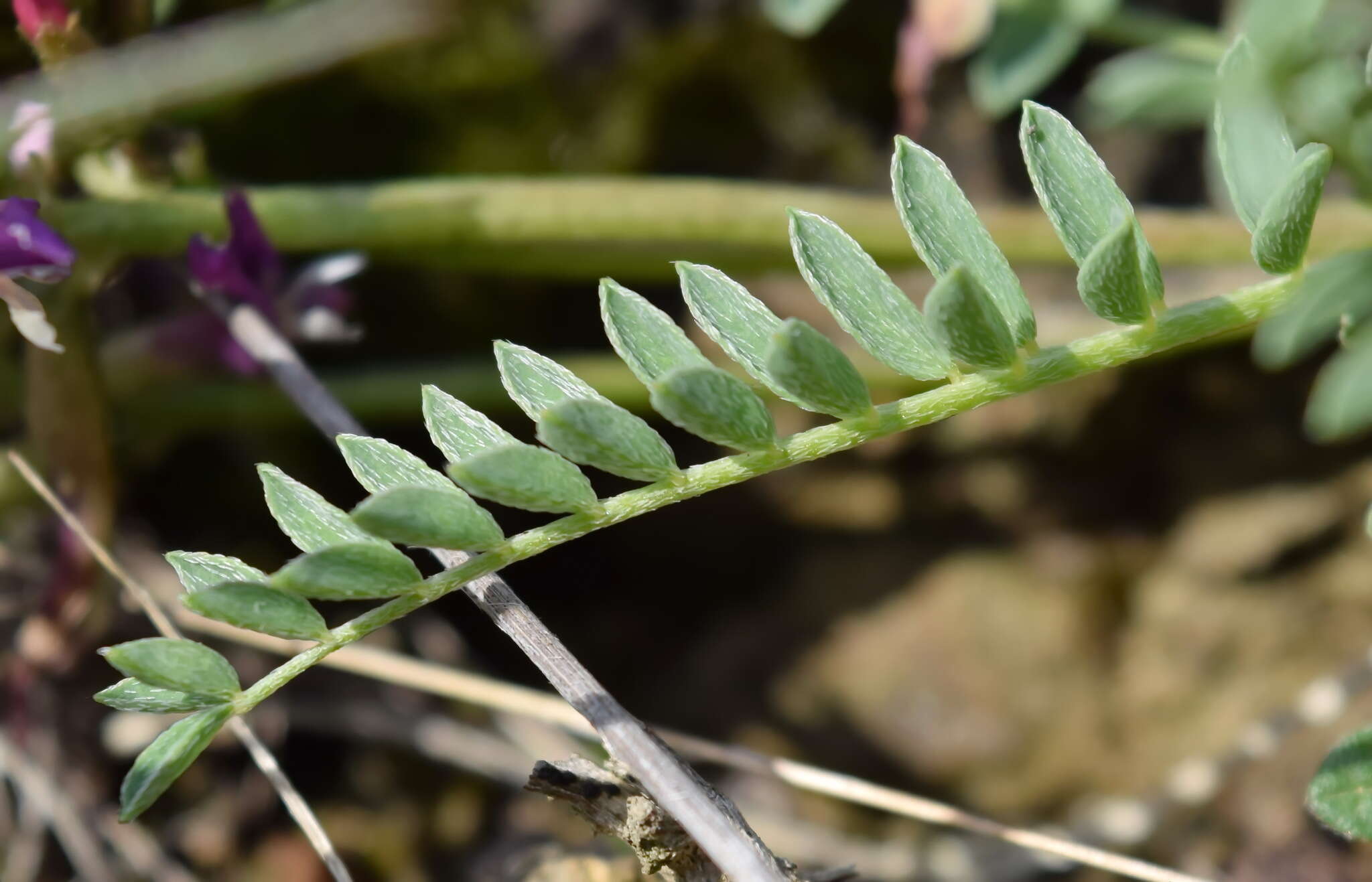 Imagem de Astragalus physodes subsp. physodes