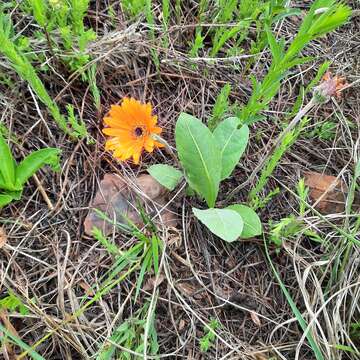 Image of Gerbera aurantiaca Sch. Bip.