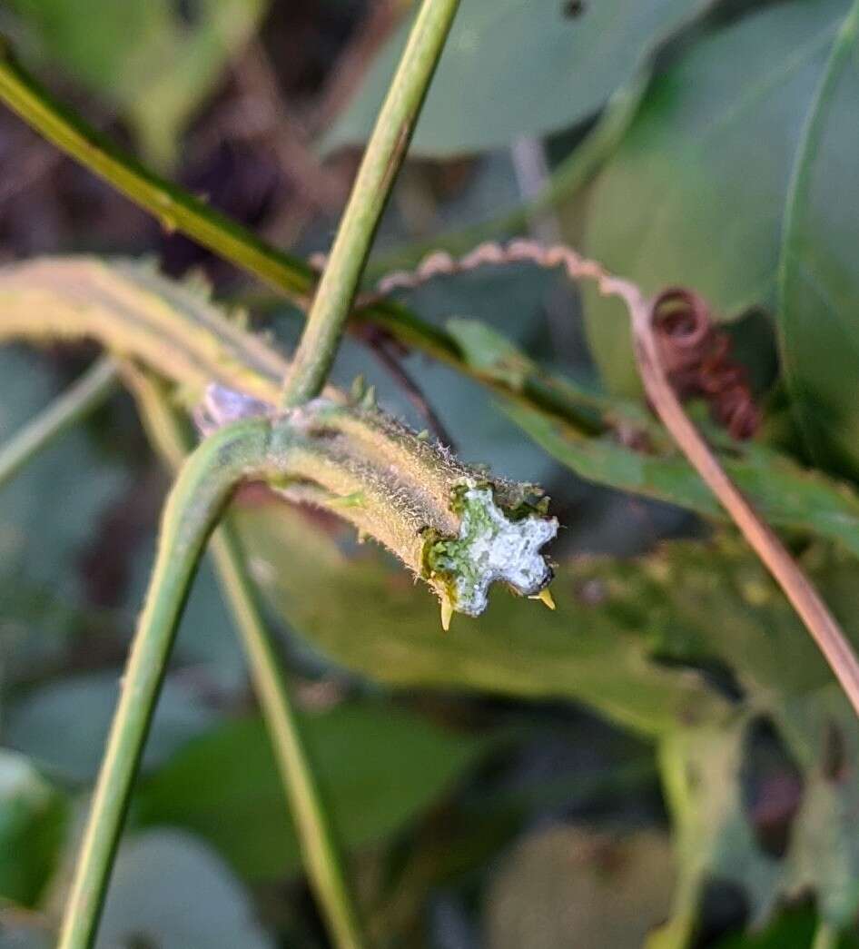 Слика од Serjania rubicaulis Bentham ex Radlk.