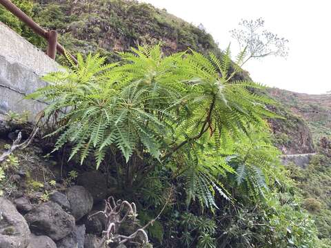 Imagem de Sonchus palmensis (Sch. Bip.) Boulos