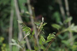 Plancia ëd Callophrys rubi (Linnaeus 1758)