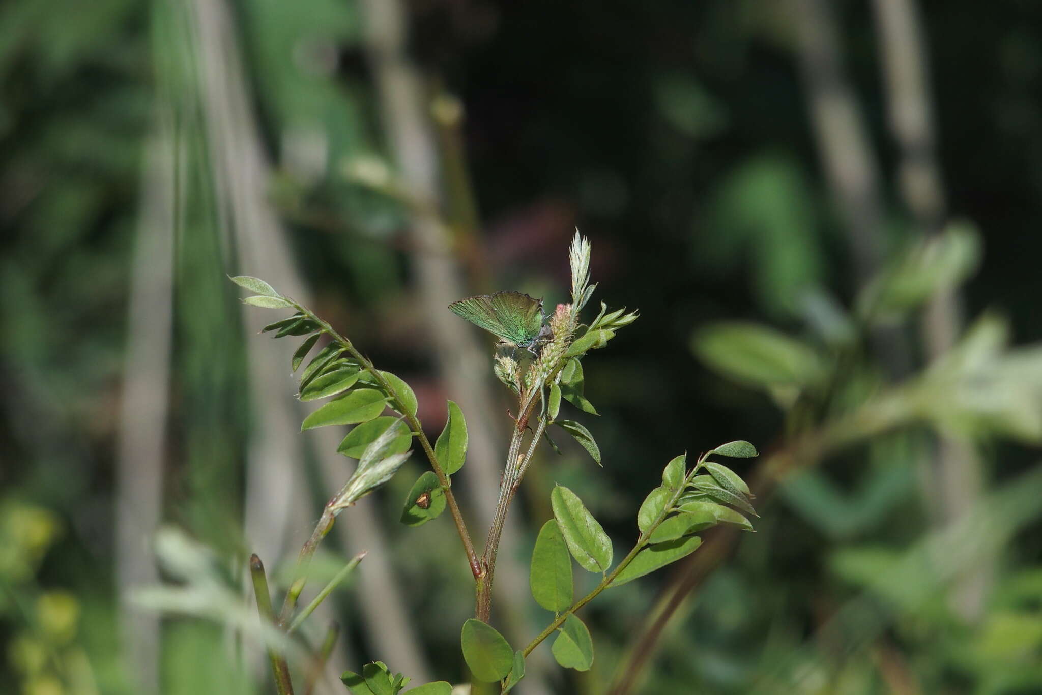 Imagem de Callophrys rubi (Linnaeus 1758)