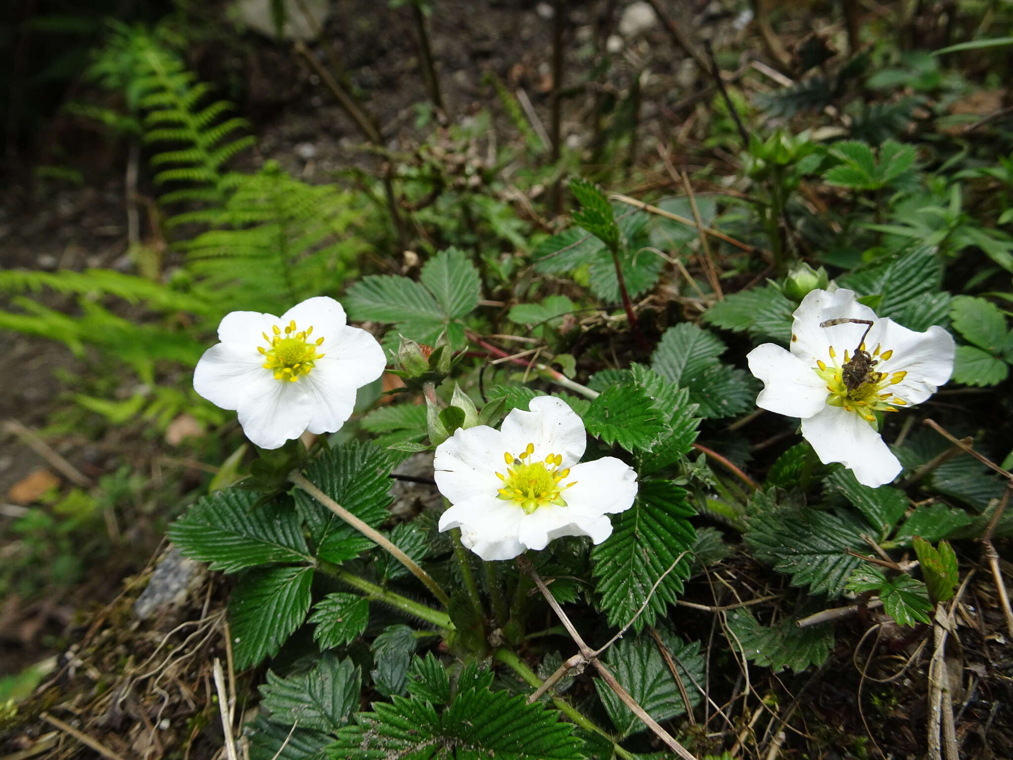 Image of Fragaria nubicola Lindl.