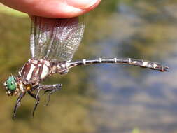 Image of Zebra Clubtail