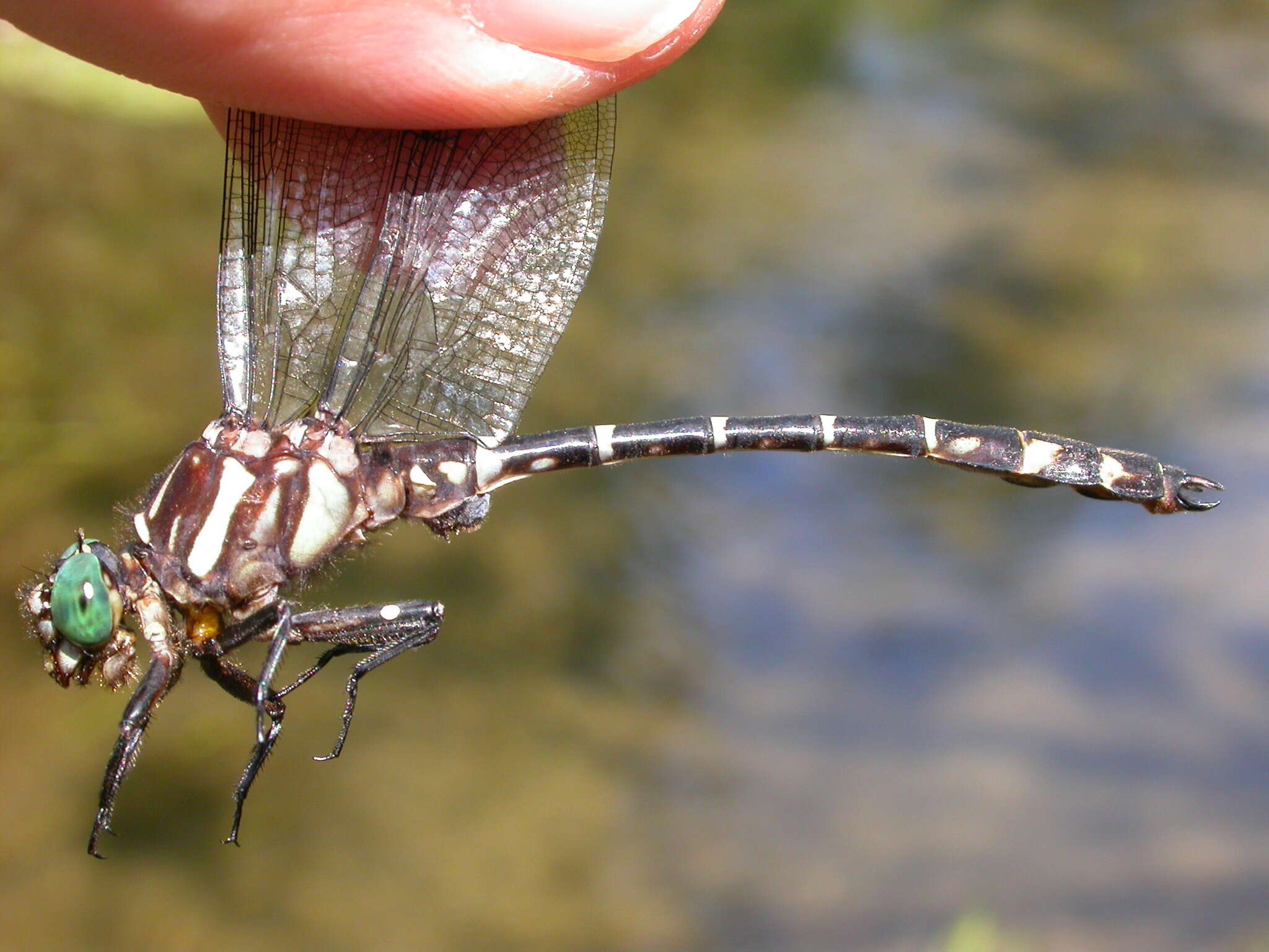 Image of Zebra Clubtail