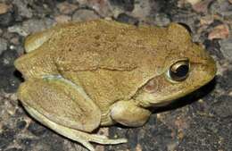 Image of Giant Frog