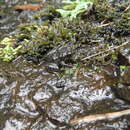 Image of Foothill Robber Frog