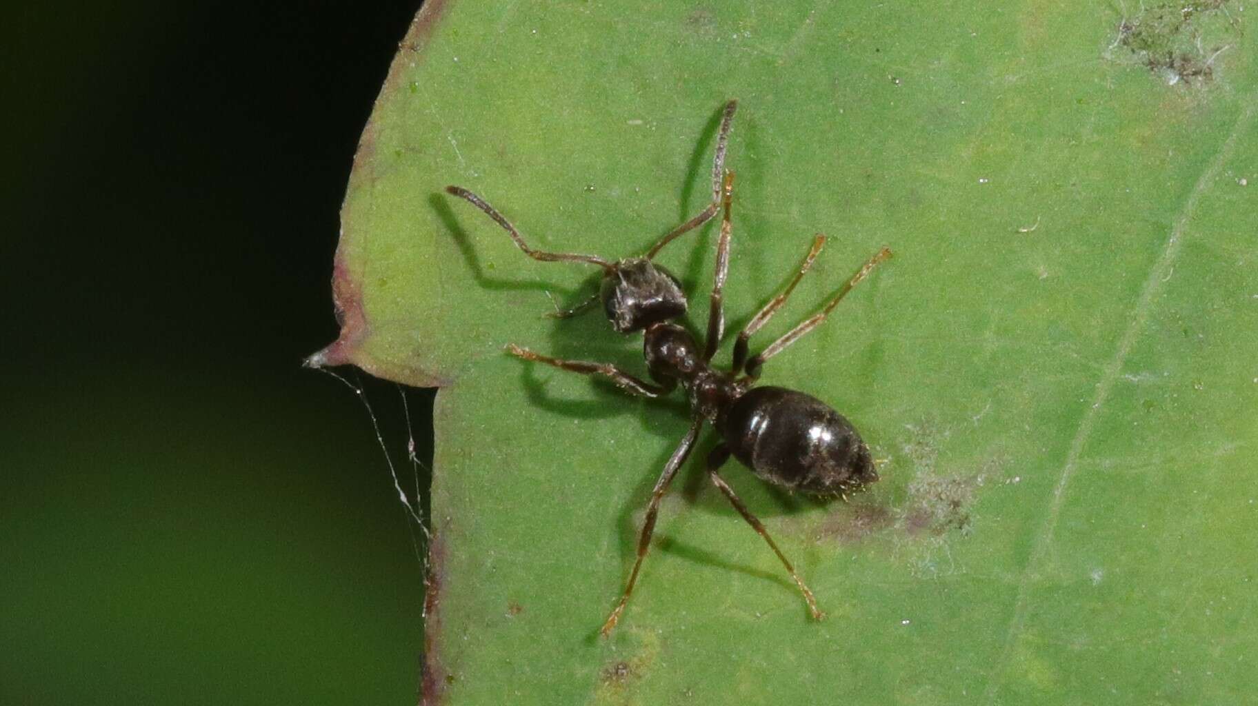 Image of Lasius americanus