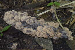 Image of Ecuadorian Ivory Palm