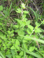 Image of shrubby blue sage