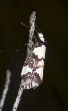 Image of Philenora elegans Butler 1877