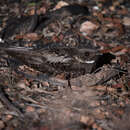 Image of White-throated Eared-Nightjar