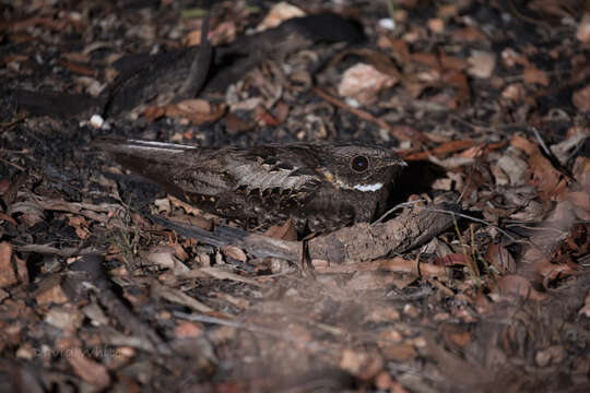 Image of White-throated Eared-Nightjar