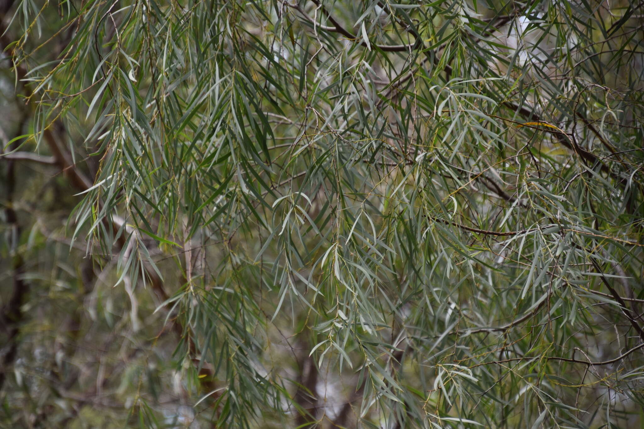 Image of Acacia courtii Tindale & Hersc.