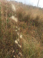 Image of splitbeard bluestem