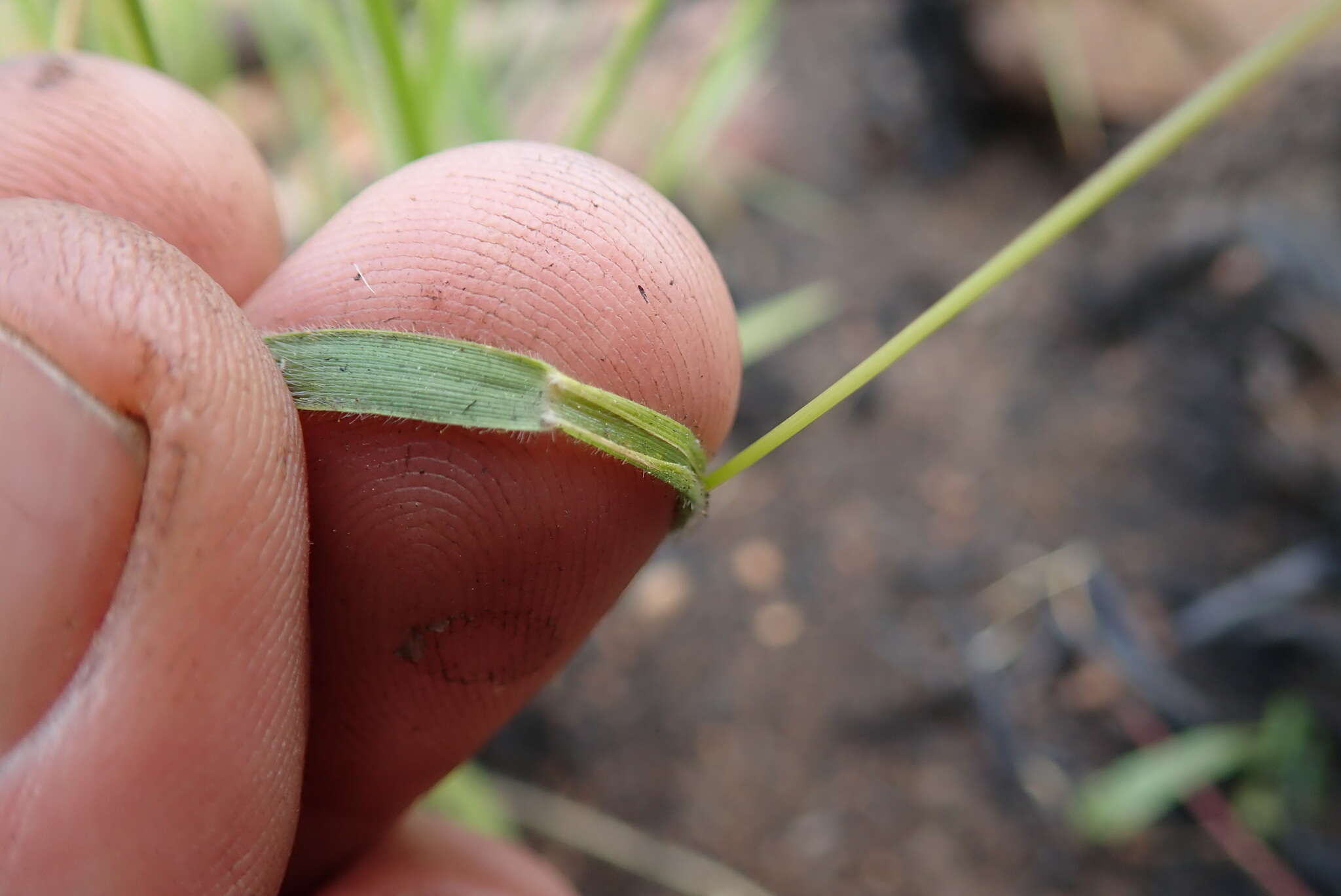 Image of Panicum ecklonii Nees