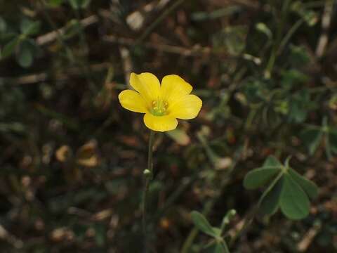 Oxalis perennans Haw.的圖片