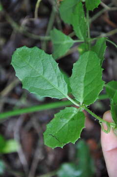 Image of Cyphostemma subciliatum (Bak.) Descoings ex Wild & R. B. Drumm.