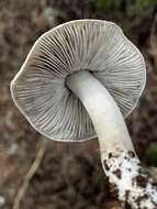 Image of Tricholoma argenteum Ovrebo 1989