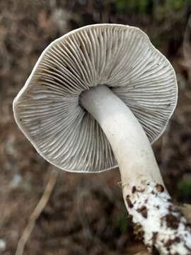 Image of Tricholoma argenteum Ovrebo 1989