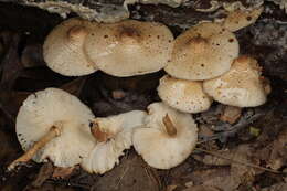 Image of Leucoagaricus dacrytus Vellinga 2010