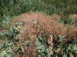 Image of sea kale