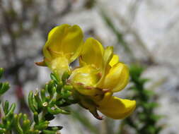 Image of Aspalathus carnosa Bergius