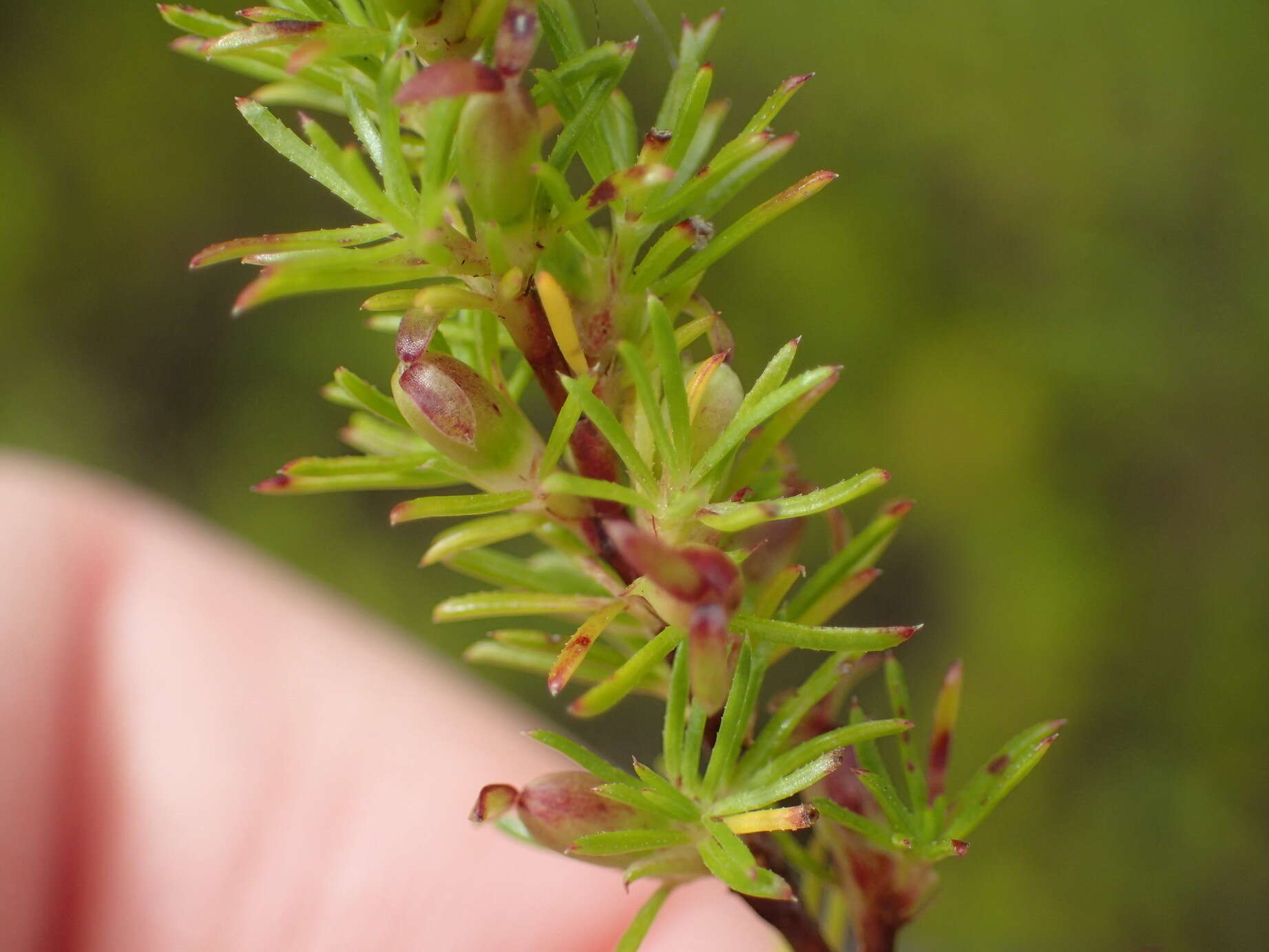 Imagem de Cliffortia filifolia var. arenaria C. Whitehouse