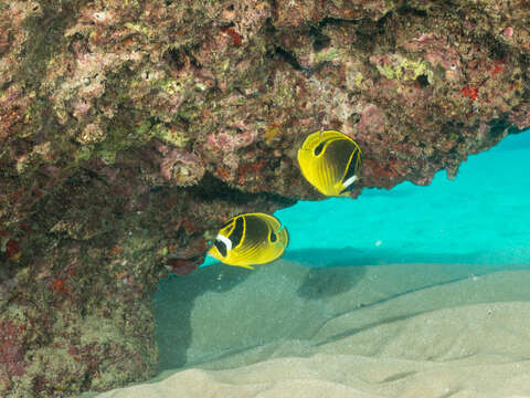 Image of Halfmoon Butterflyfish