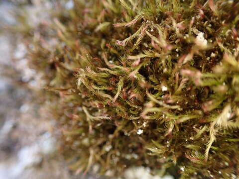 Image of intricate orthothecium moss