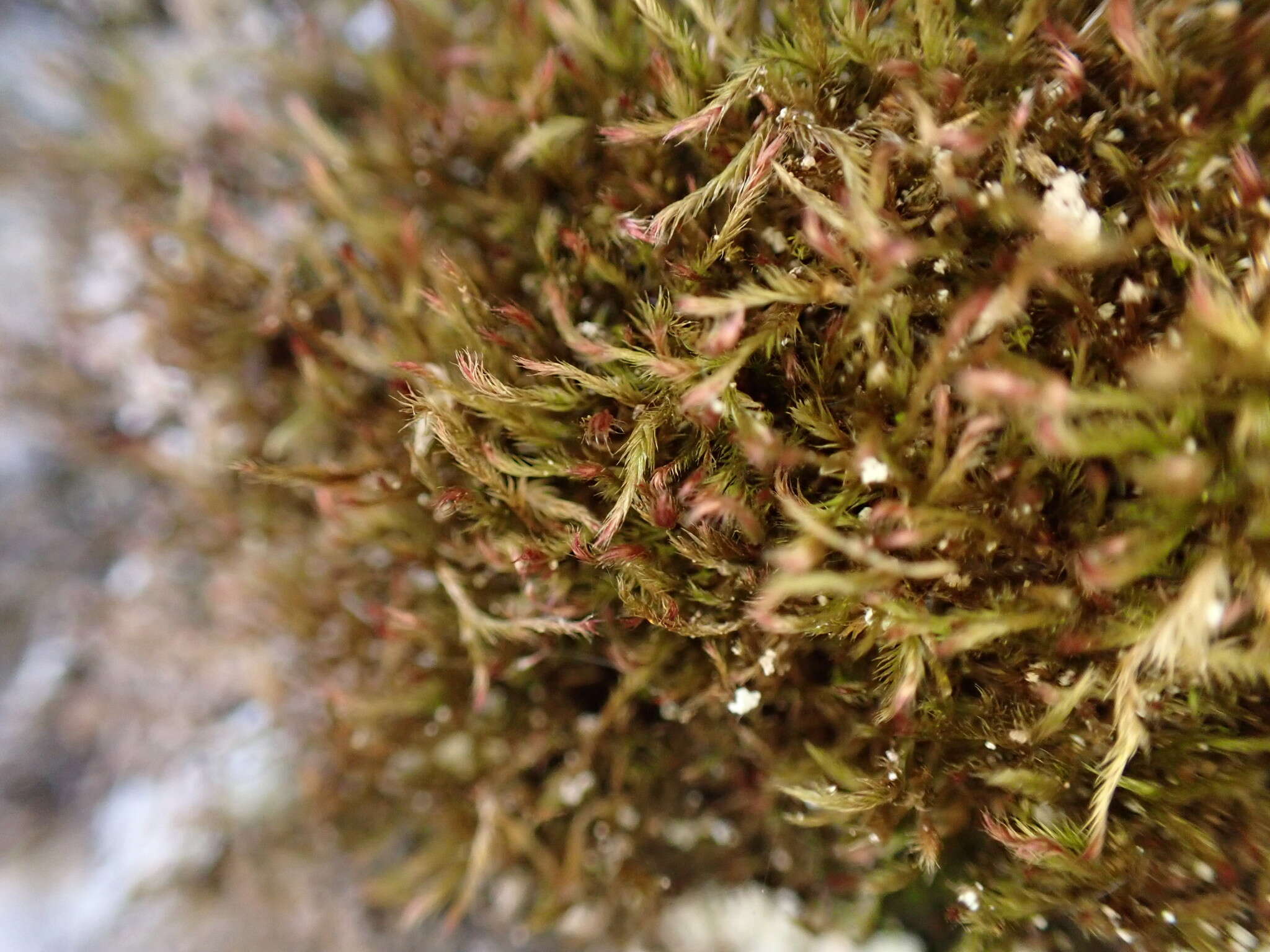 Image of intricate orthothecium moss