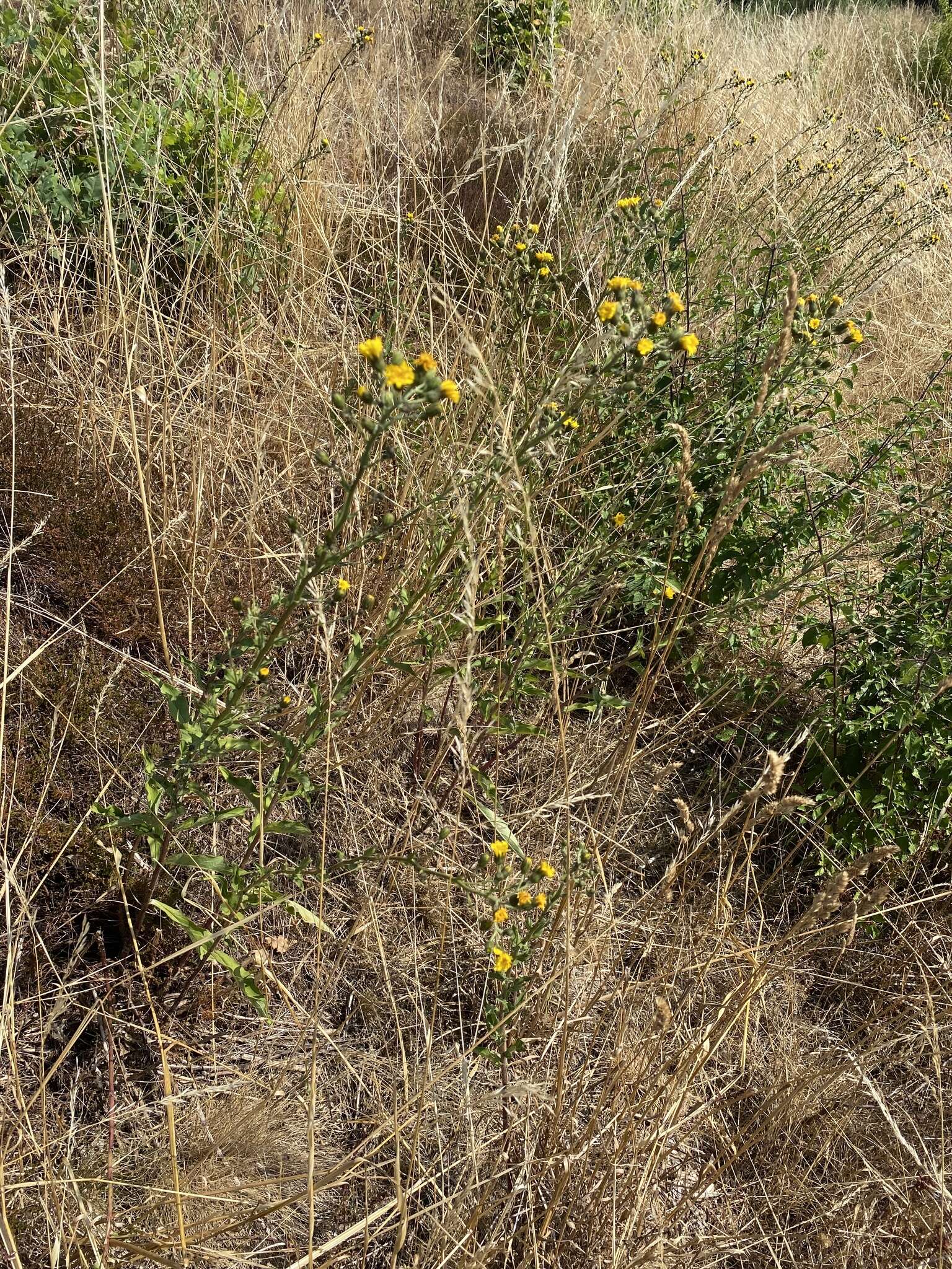 Hieracium laevigatum Willd. resmi