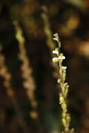 Image of Cleric's Collar Orchid