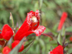 Image of Lamourouxia lanceolata Benth.