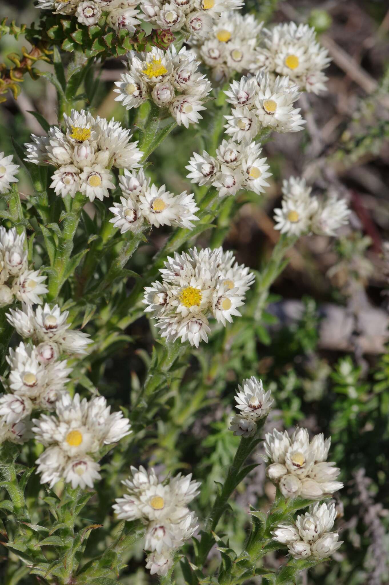 Image of Achyranthemum striatum