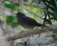 Image of Knysna Scrub-Warbler