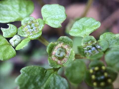 Image of Chrysosplenium lanuginosum Hook. fil. & Thoms.