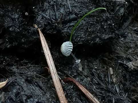 Слика од Coprinopsis ephemeroides (DC.) G. Moreno 2010