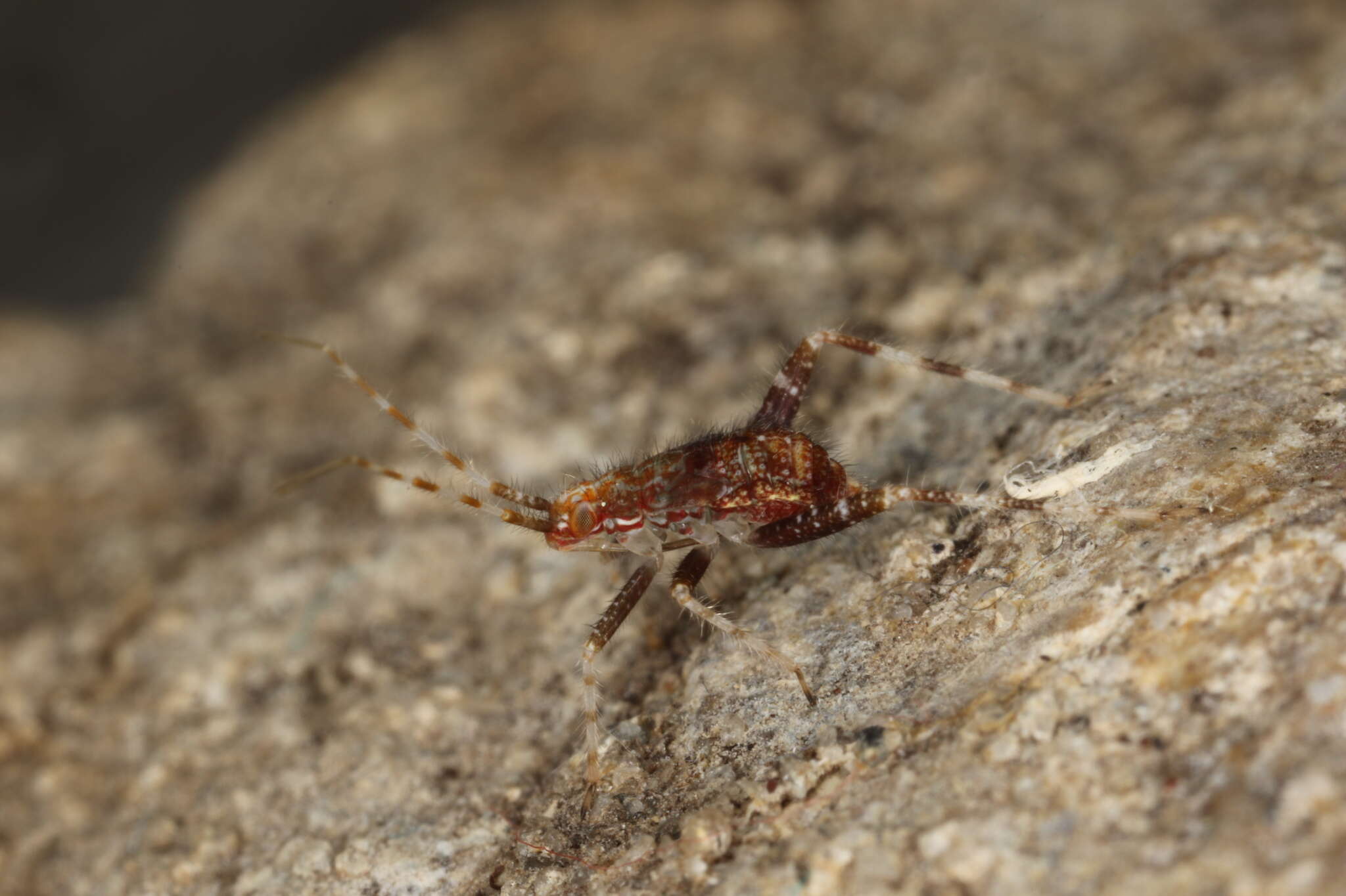 Image of Phytocoris ulmi (Linnaeus 1758)