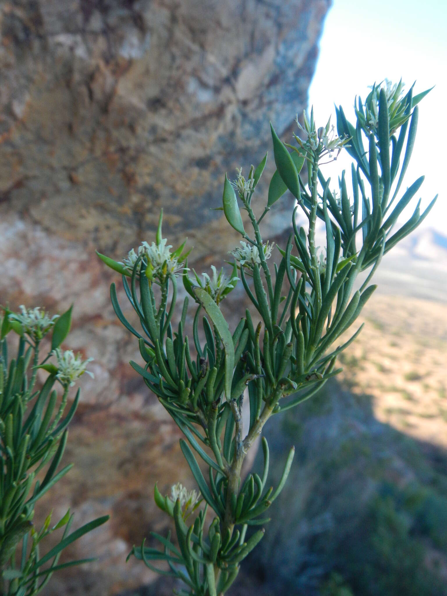 Image de Heliophila brachycarpa Meisn.