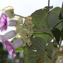 Image of elephant creeper