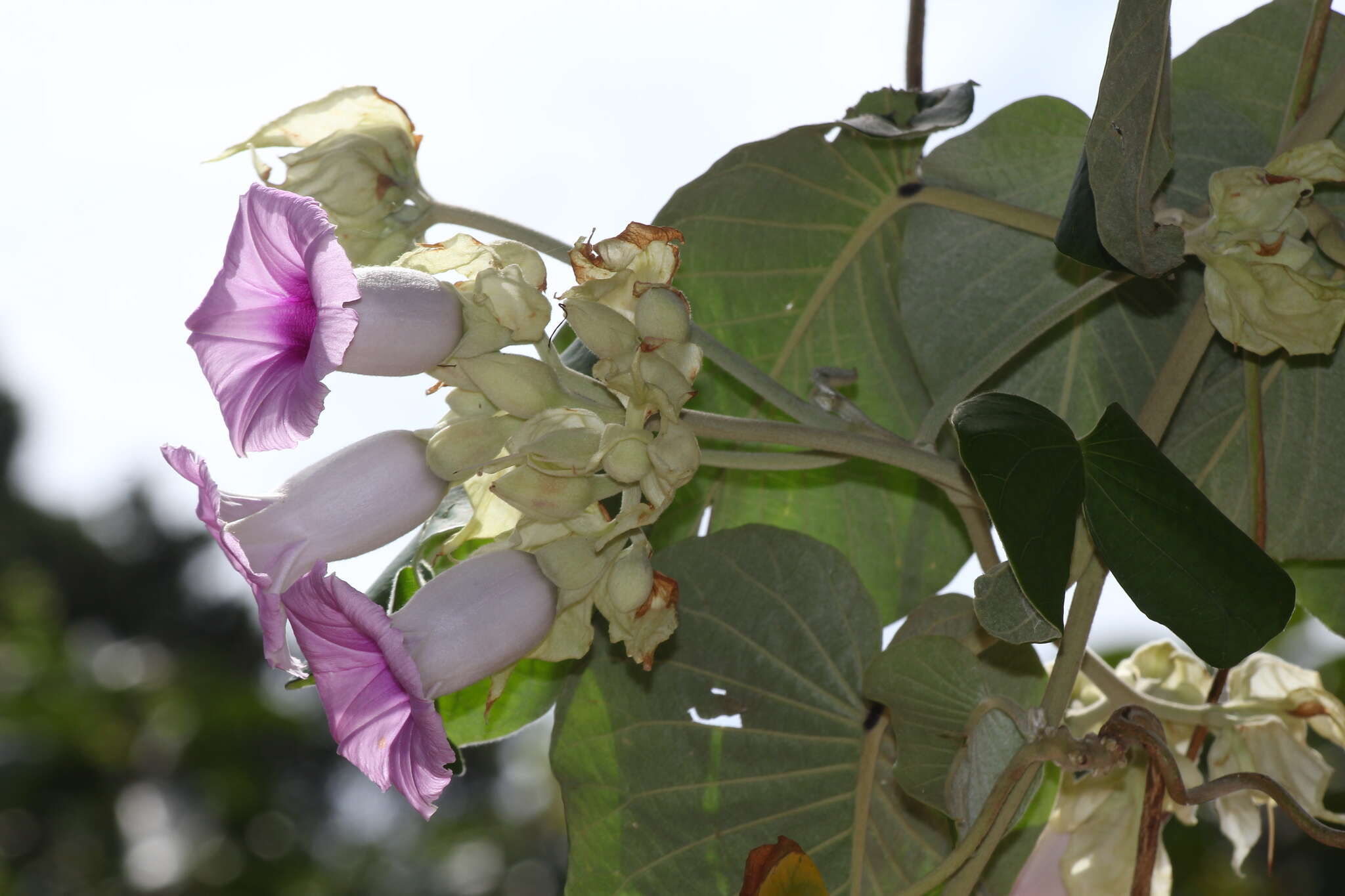 Argyreia nervosa - Elephant Creeper