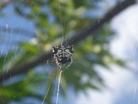 Image of Spiny orb-weavers