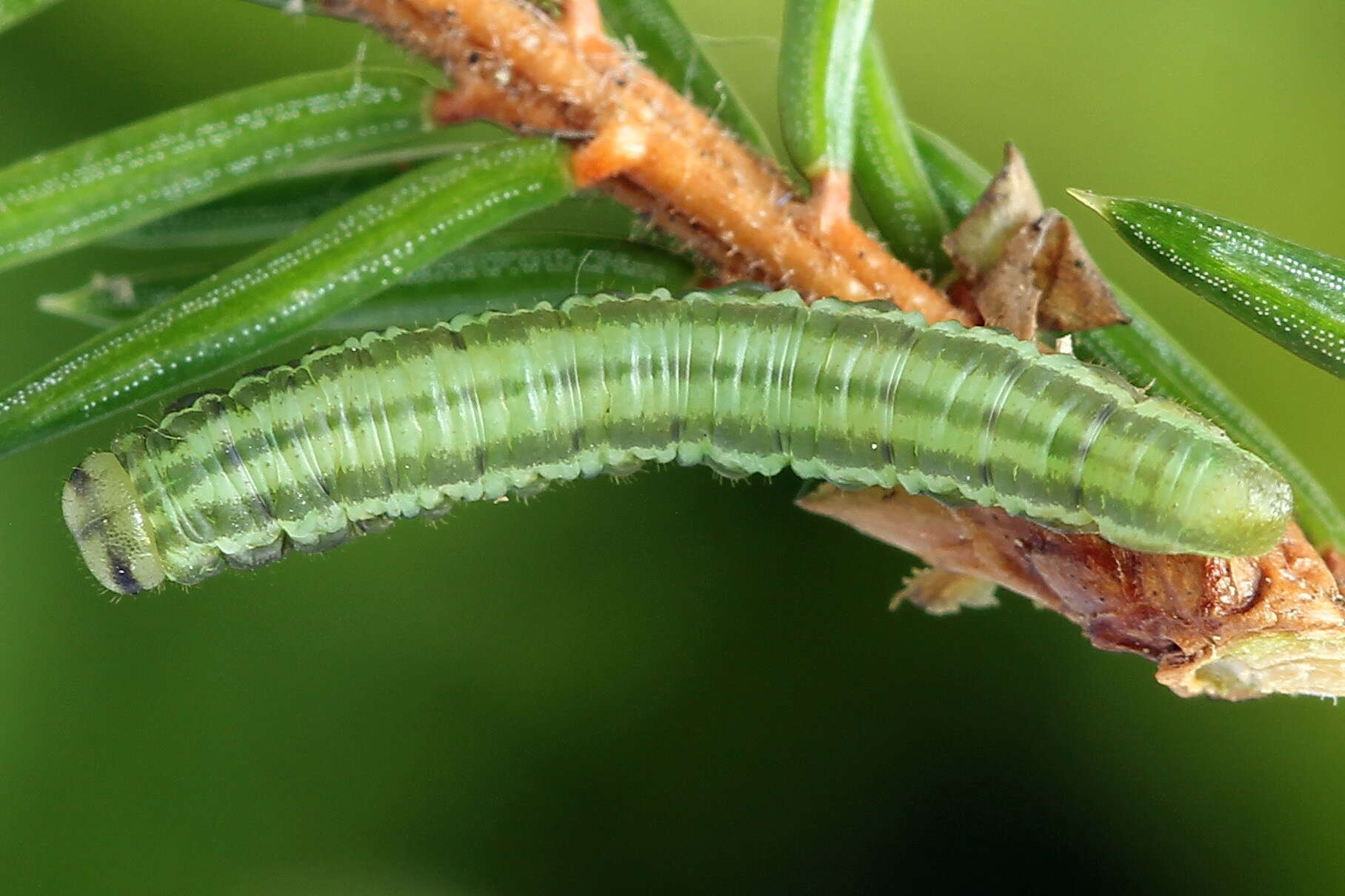 Image of <i>Euura scutellata</i>