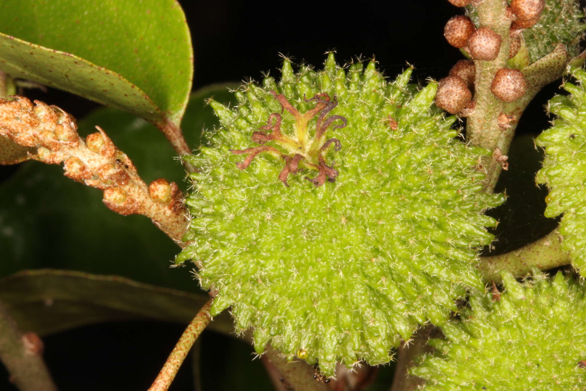 Image of Croton arboreus Millsp.